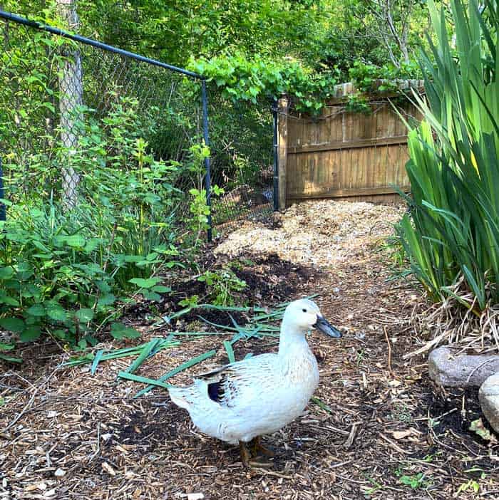 Need duck coop ideas? Come tour Waddle Inn! - Tyrant Farms