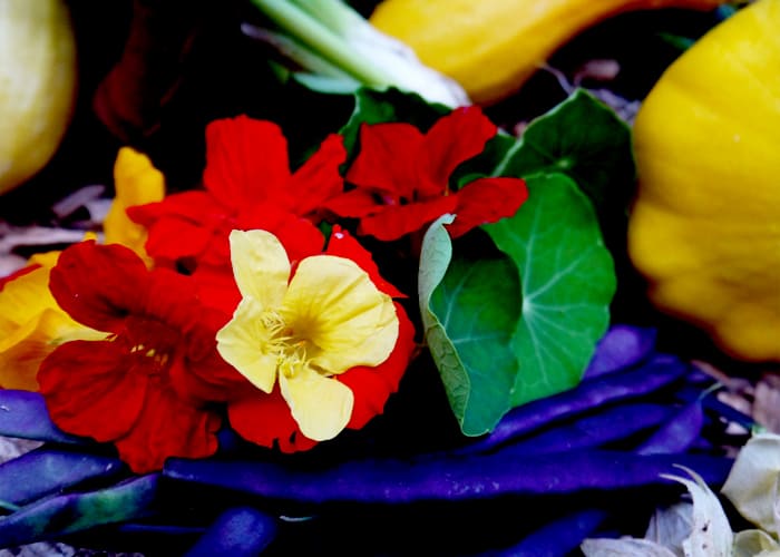 16 incredible edible wild flowers - Tyrant Farms