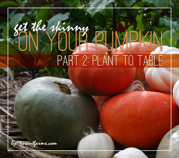 DIY: How to Process and Eat Your Incredible Edible Pumpkin