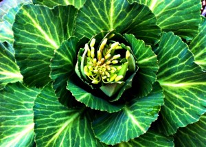 A Tyrant Farms cabbage going to seed and displaying some beautiful math.
