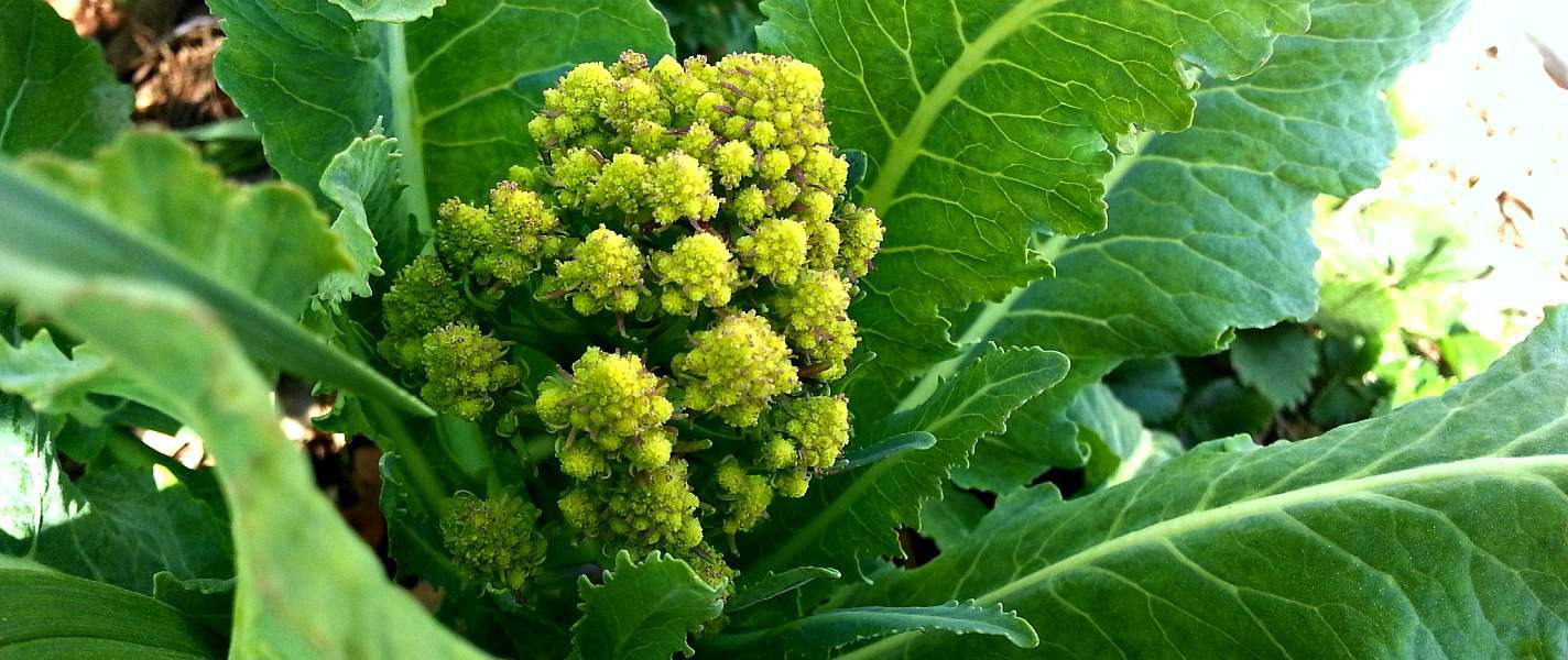 Experiencing the Golden Ratio and Fibonacci Sequence in your garden ...