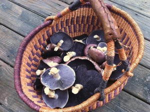 Basket of King Stropharia - Tyrant Farms