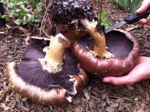 King Stropharia mushrooms - Tyrant Farms