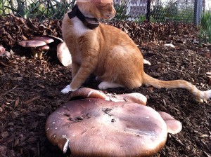 Oscar von Kitten inspects a King Stropharia bed at Tyrant Farms.