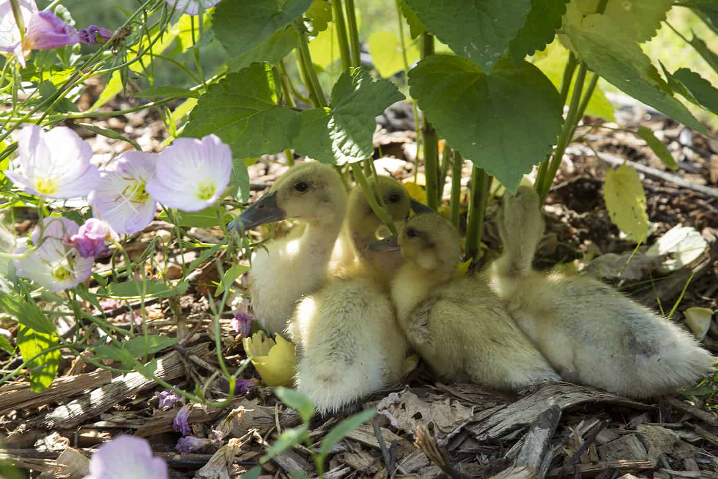 Welsh Harlequin Ducklings 1 - Tyrant Farms photo by John H. Christ