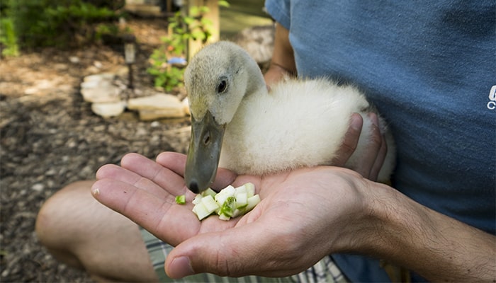 A duckling eating one of her favorite treats, fresh zucchini, out of Aaron's hand. - Tyrant Farms One of the ducklings eating organic zucchini out of Aaron's hand - Tyrant Farms