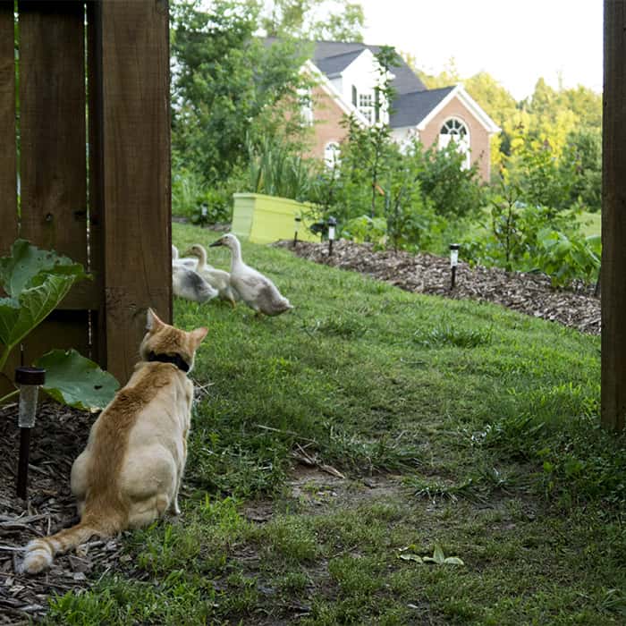 Duck Ladies forage under the careful supervision of their brother, Bob von Kitten. - Tyrant Farms Duck Ladies forage under the careful supervision of their brother, Bob von Kitten. - Tyrant Farms