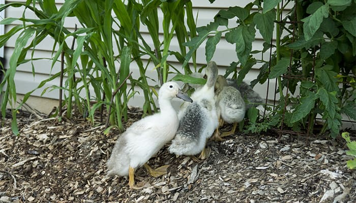 Ducklings foraging in the corn for insects - Tyrant Farms Ducklings foraging in the corn for insects - Tyrant Farms