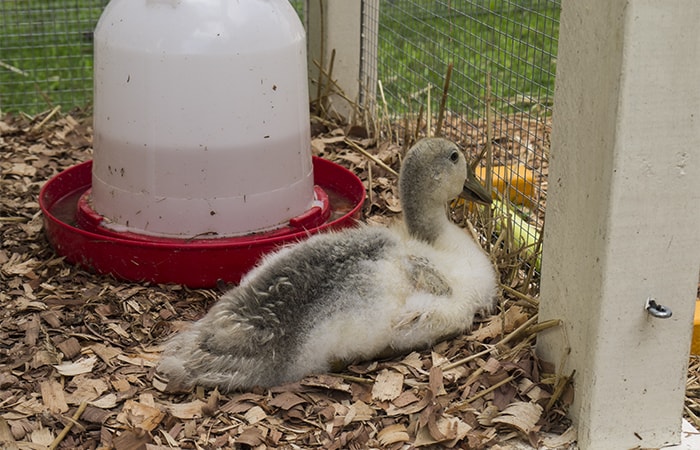 One of the Welshes enjoying her pool-side view from the Quacker Box - Tyrant Farms