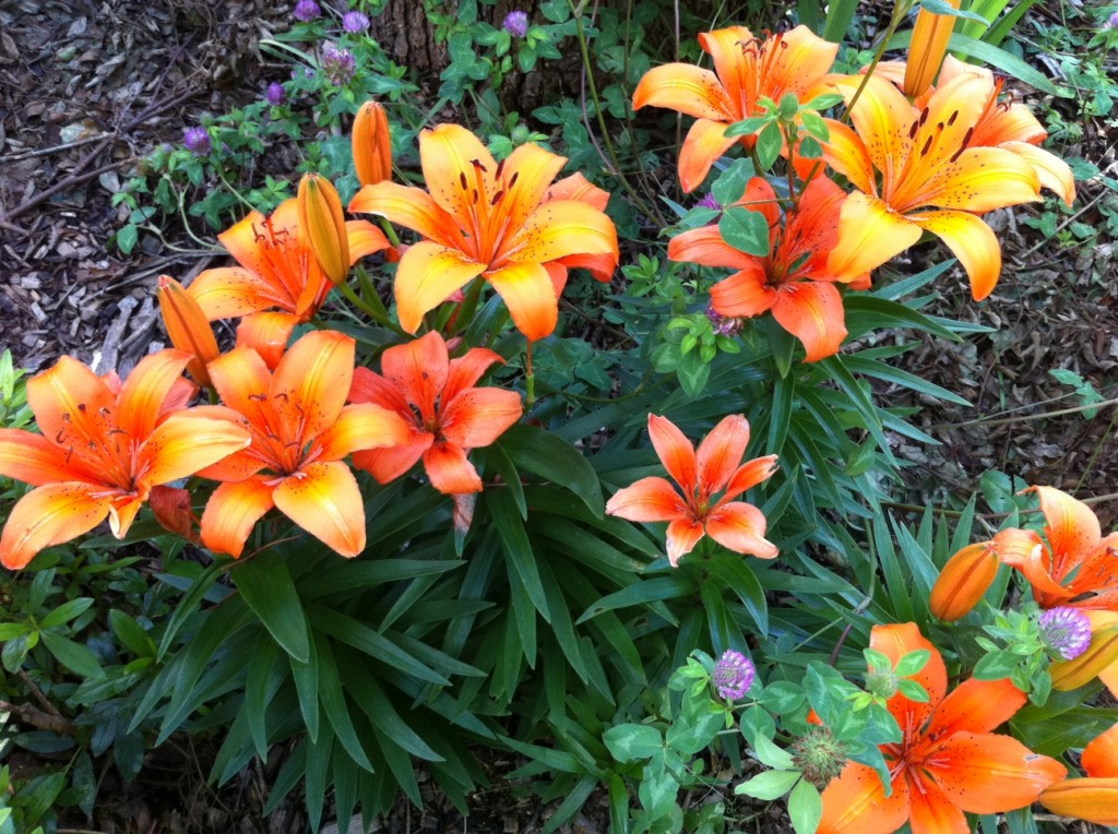 Asiatic lilies and red clover at Tyrant Farms. Pollinators love these beautiful flowering plants.