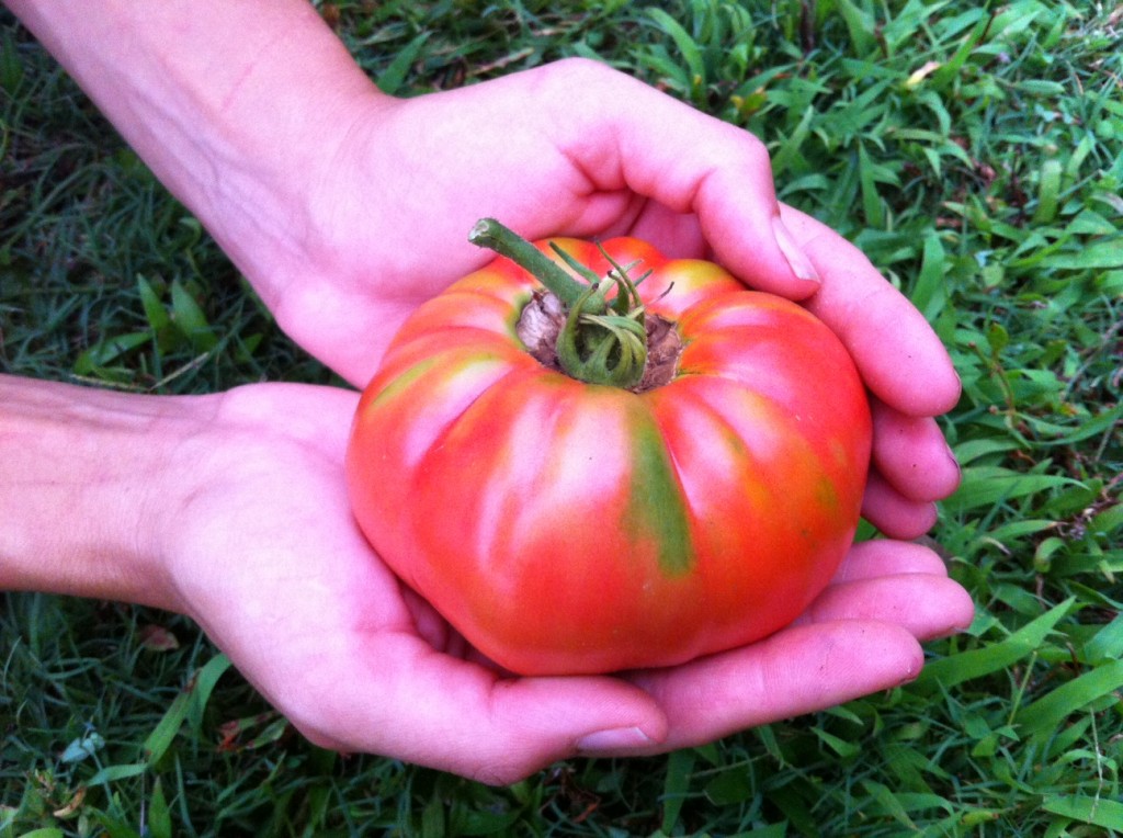 Heirloom tomato at Tyrant Farms.