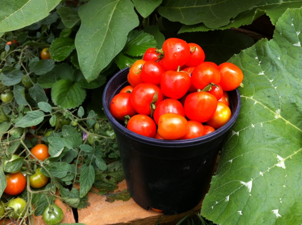 Tumbling Tom tomatoes at Tyrant Farms