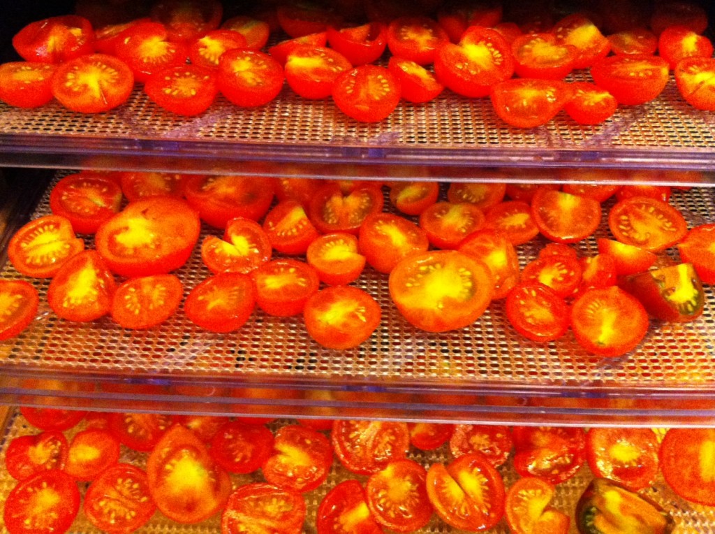 Sun-dried tomatoes going into the dehydrator at Tyrant Farms.