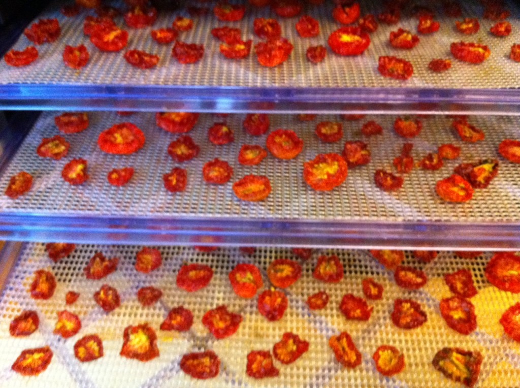 Hour 24: Sun-dried tomatoes at Tyrant Farms - all done!