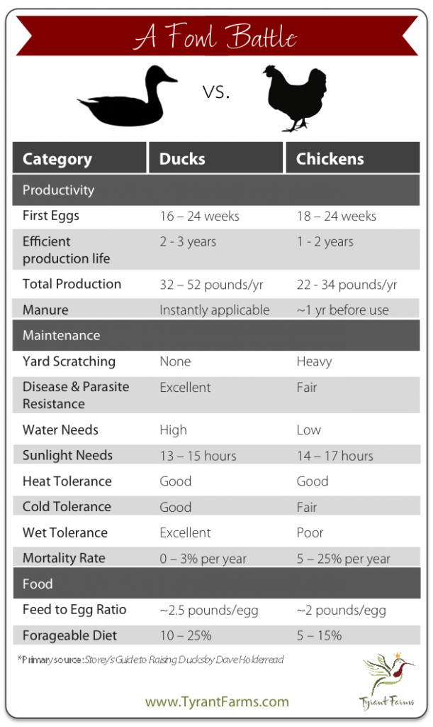 A fowl battle: ducks vs chickens - Tyrant Farms