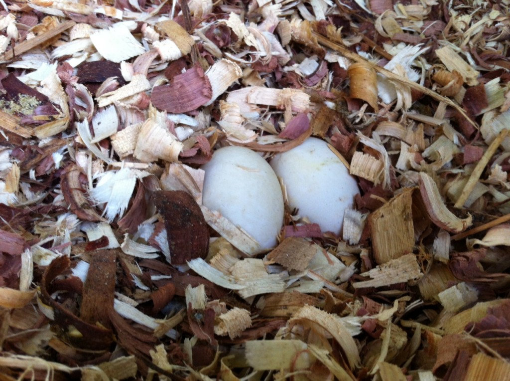 Lady Margaret Thrasher's first two eggs.