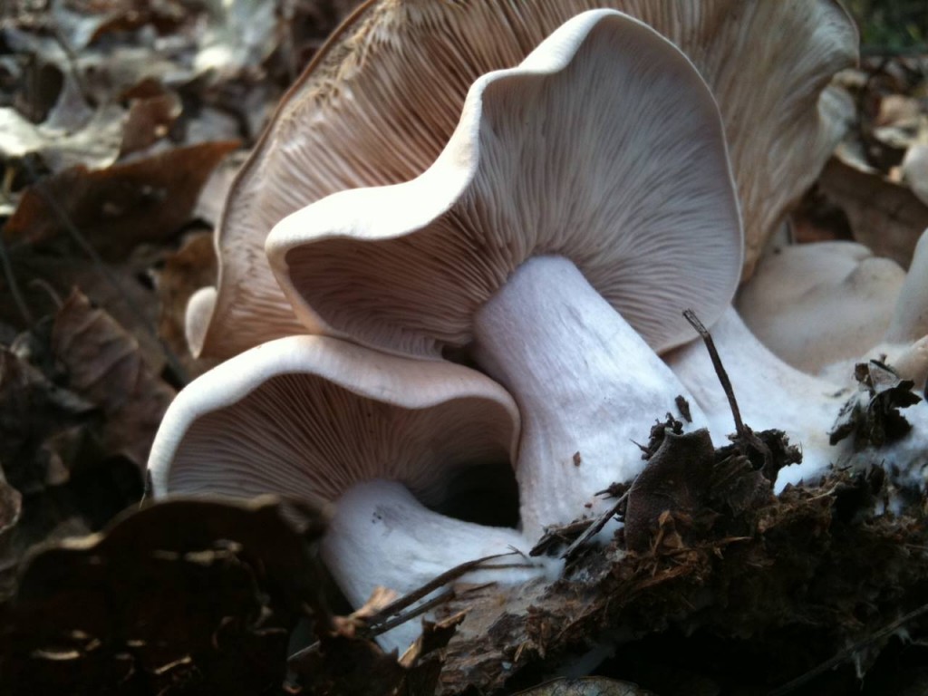 Um bom pedaço de cogumelos Blewit encontrados em uma manhã fria de Dezembro.