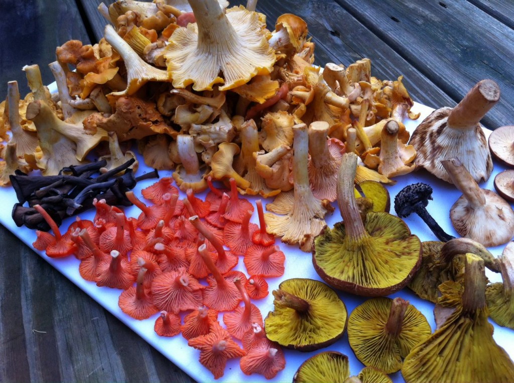 Colheita bonita de cogumelos de verão, incluindo Primas, sem guelras Boletes, Preto Trombetas, Cinnabars e Bradley Lactarius.