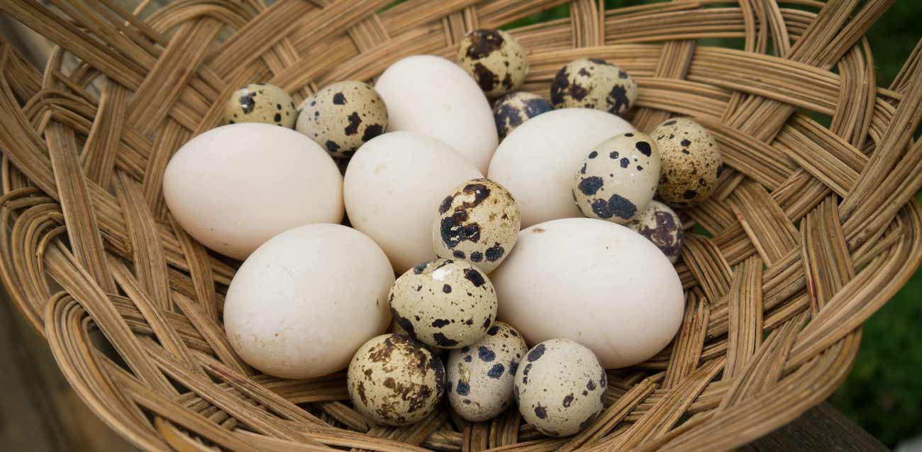 5 Things You Didn't Know About Duck Eggs - Tyrant Farms