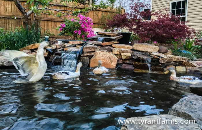 our new hot tub duck pond!  BackYard Chickens - Learn How to