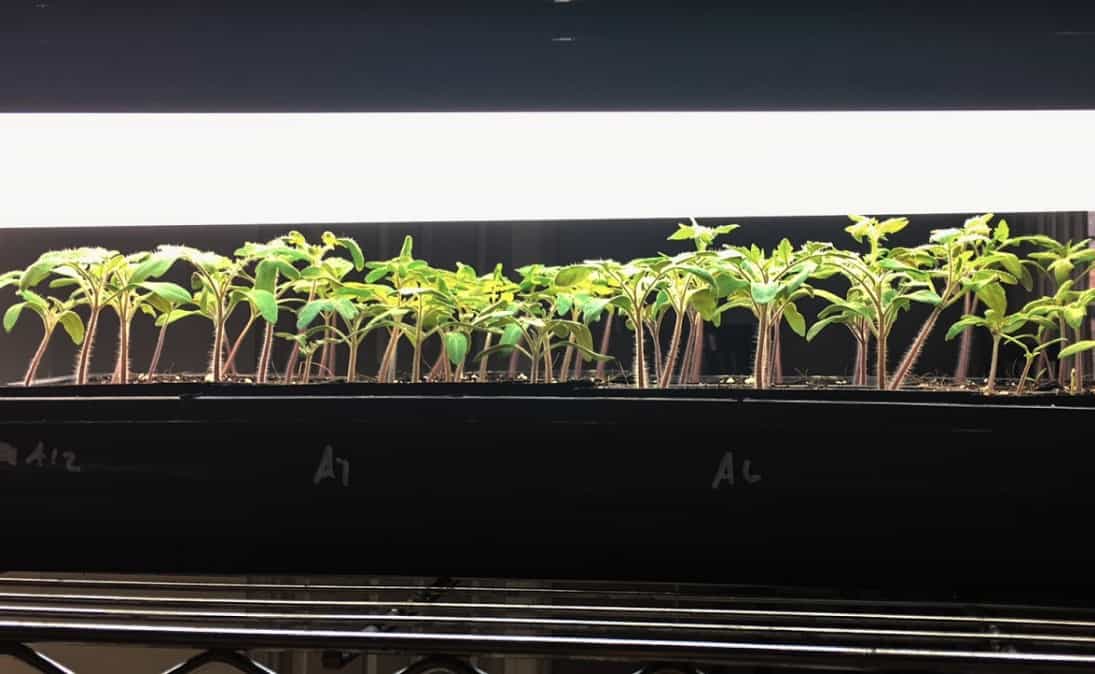 grow lights for vegetable seedlings