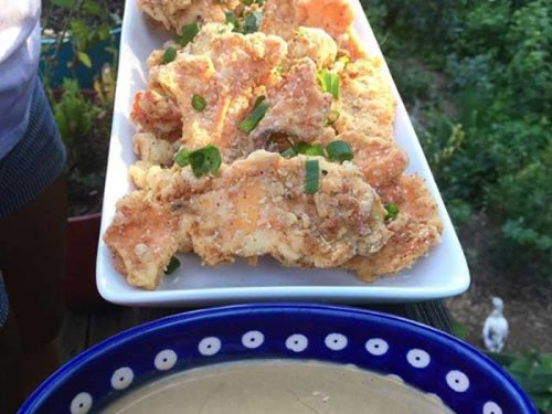 Introducing The Chicken Of The Woods Mushroom Laetiporus Cincinnatus Et Al Tyrant Farms