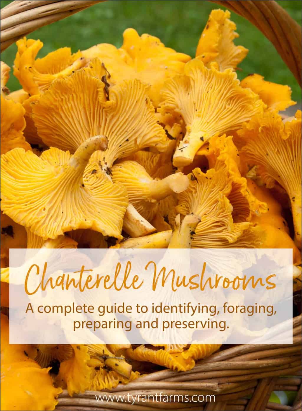 chanterelle-mushroom-guide-how-to-forage-and-use-tyrant-farms