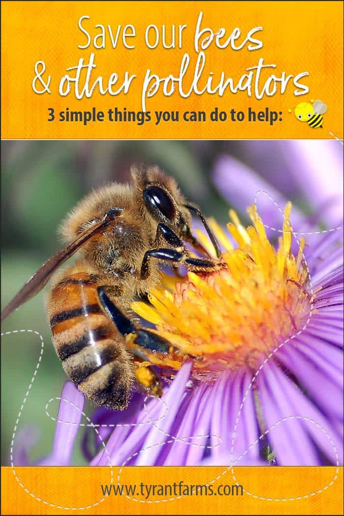 Every week is pollinator week! Here are 3 ways you can save the bees