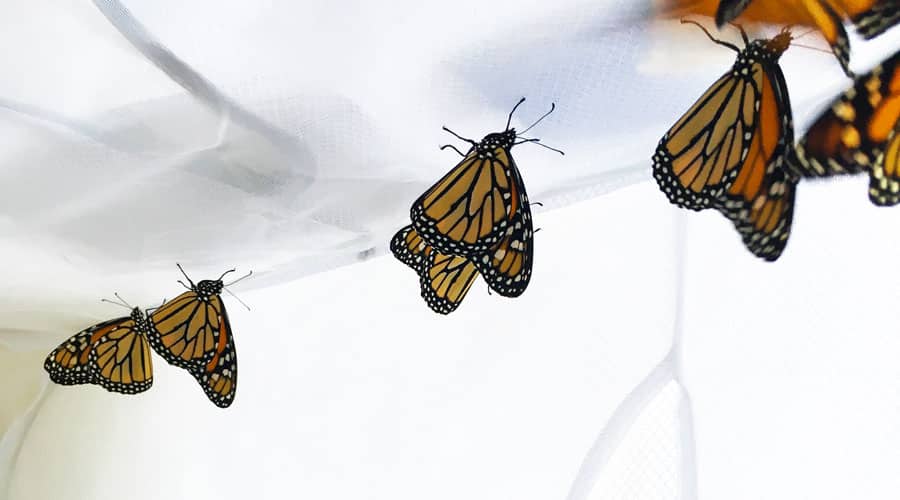 Monarch Butterfly Raising Kit Butterfly Raising Kit, Milkweed Floral Tube  Holder, Floral Tube Holder, Butterfly Kit Butterfly Enclosure Diy 