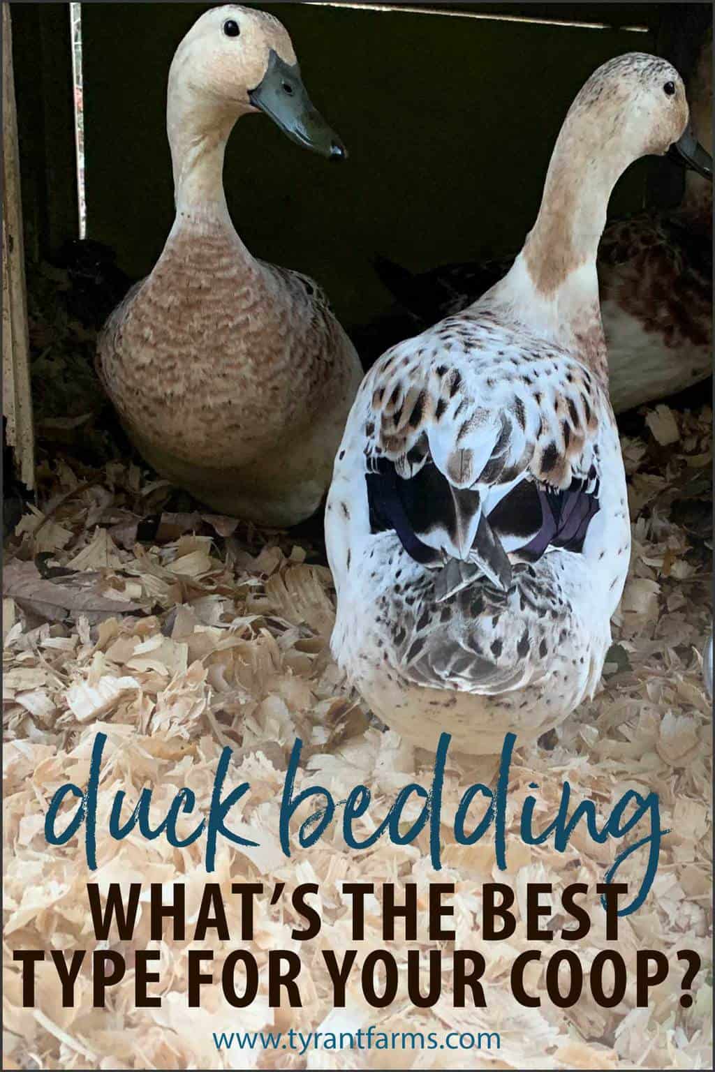 bedding for ducks        
        <figure class=