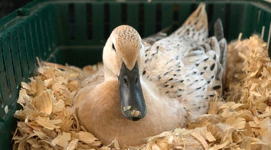 Why And How To Make A Duck Go Broody Tyrant Farms