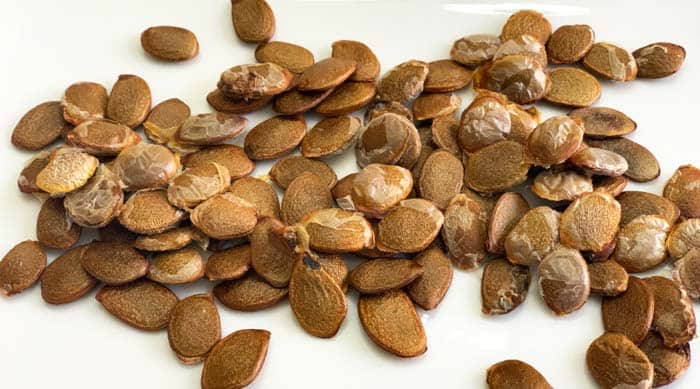Recipe: American persimmon seed tea (yes, persimmon seeds are edible!) -  Tyrant Farms