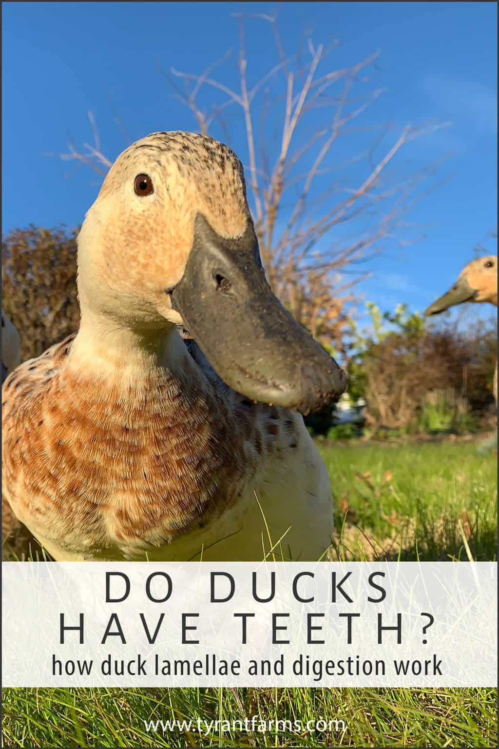 Do ducks have teeth? Find out how duck lamellae and digestion work