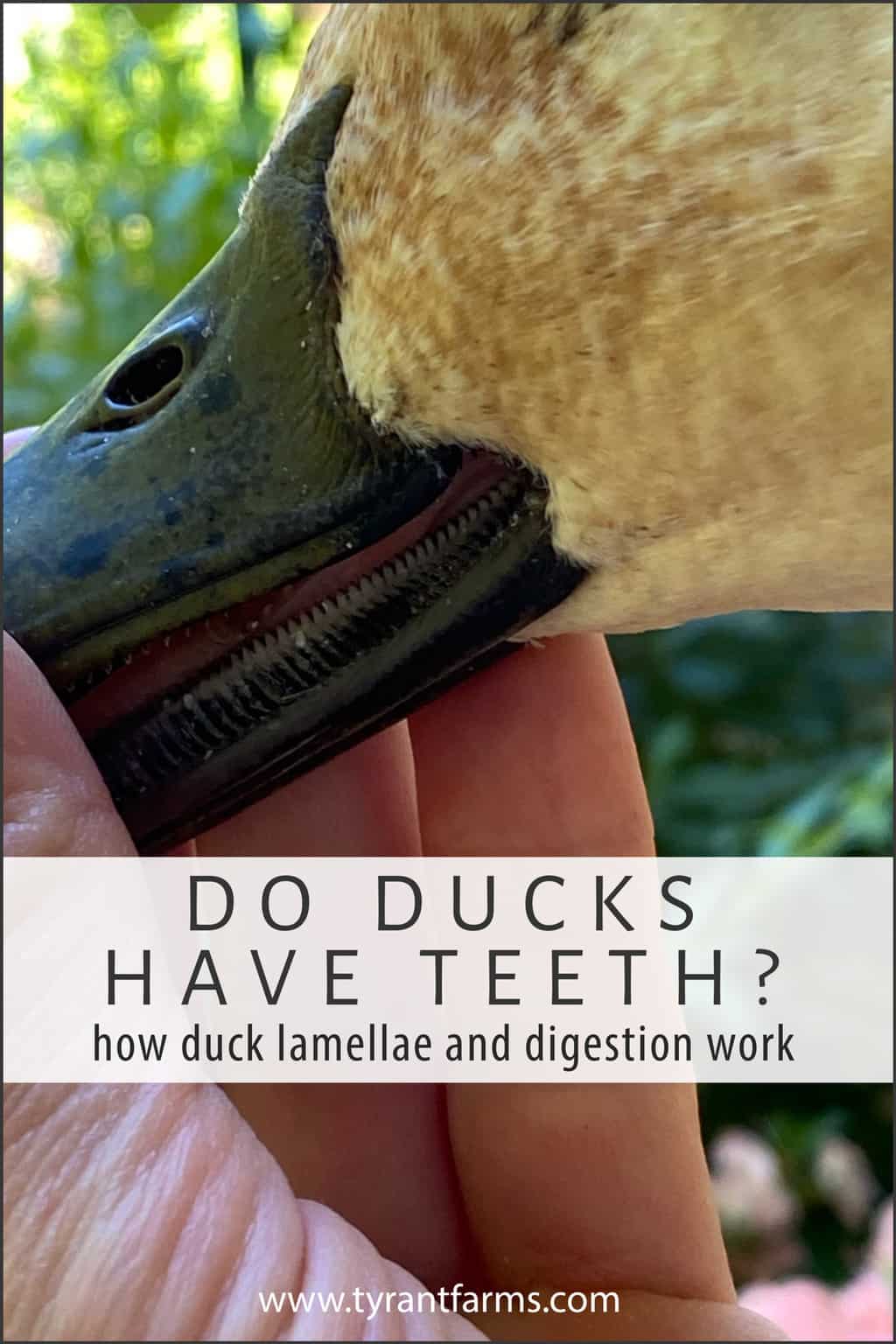 Do ducks have teeth? Find out how duck lamellae and digestion work