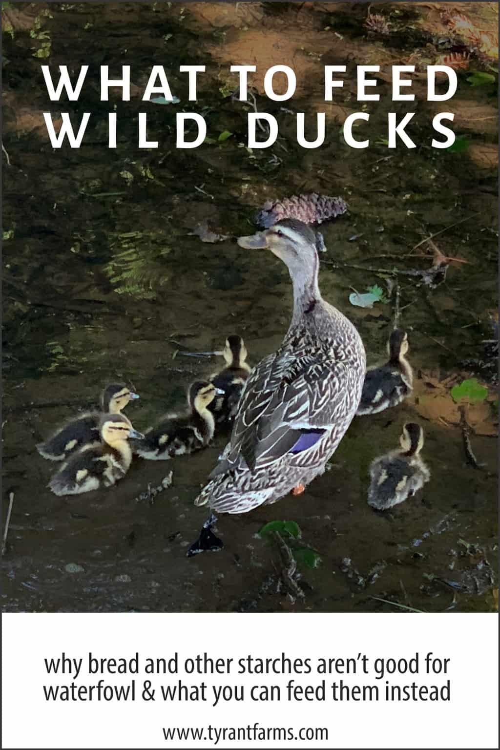 what-to-feed-wild-ducks-and-what-not-to-tyrant-farms