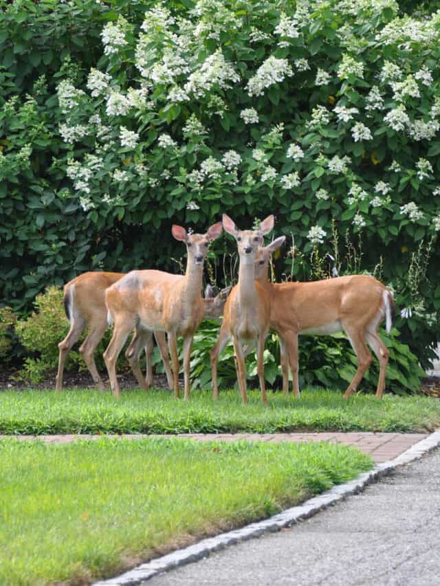 how-to-get-rid-of-deer-flies-5-steps-with-pictures