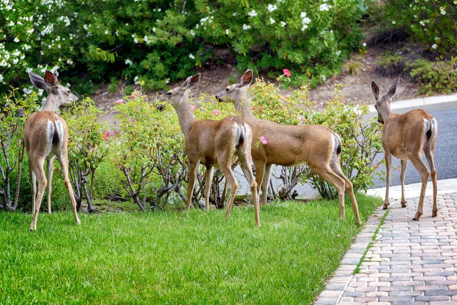 11 Ways To Keep Deer Out Of Your Garden (+ Dad's Foolproof Solution)