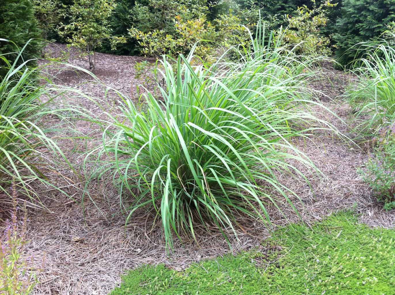 lemongrass for landscaping