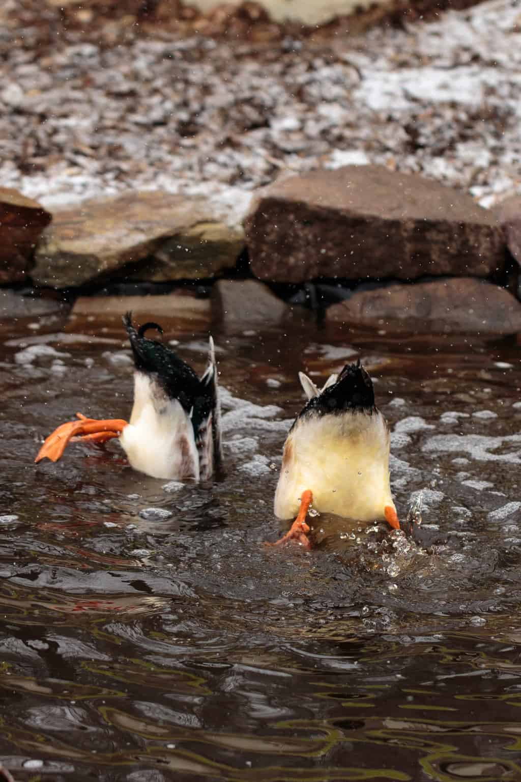 How to sex a duck: is it male or female? - Tyrant Farms