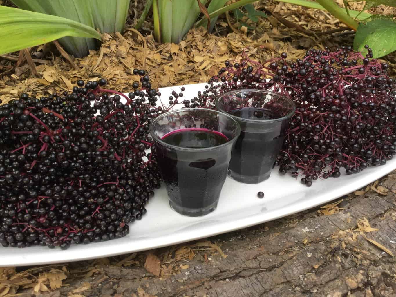 How to Use a Steam Juicer  Make Your Own Elderberry Juice with