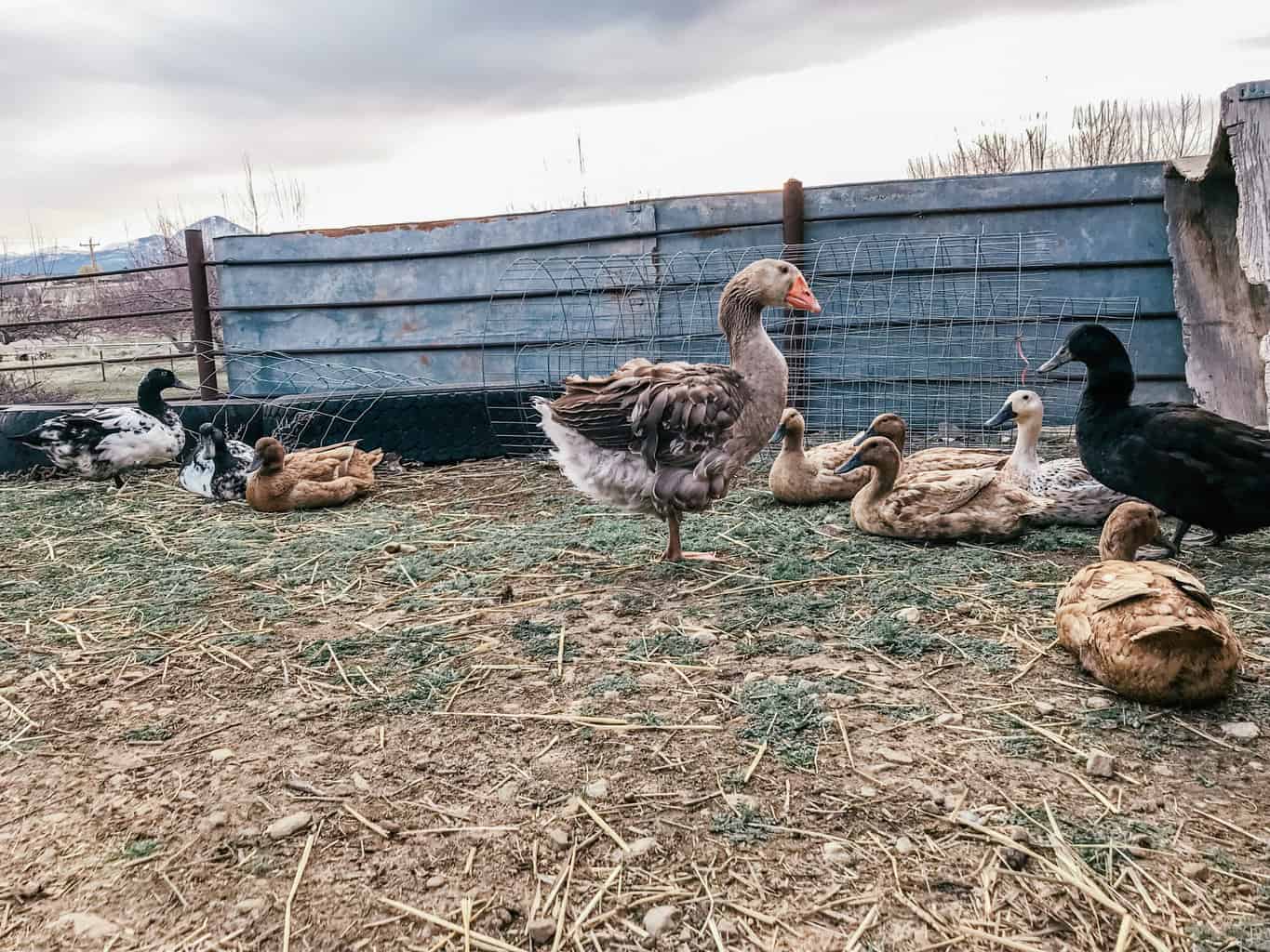 Tricking a Goose into Hatching Chickens 